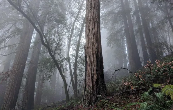 Picture trees, nature, fog, USA, Muir Forest