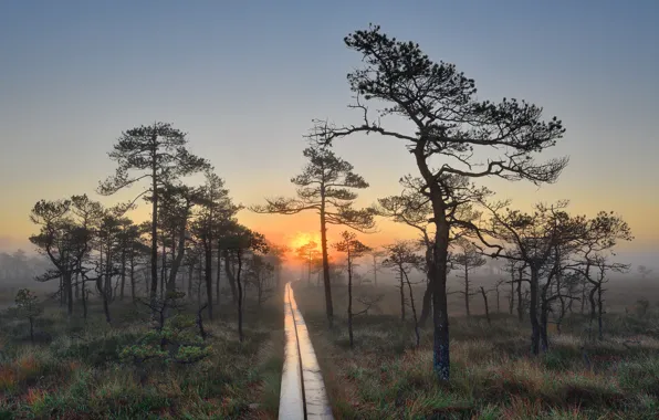 Grass, trees, landscape, nature, fog, Rosa, dawn, swamp