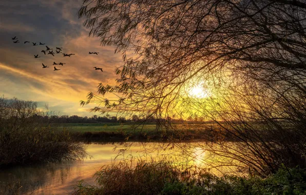 Autumn, light, sunset, birds, branches, tree, pack, the bushes