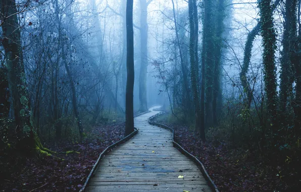 Forest, leaves, the sun, trees, fog, the way