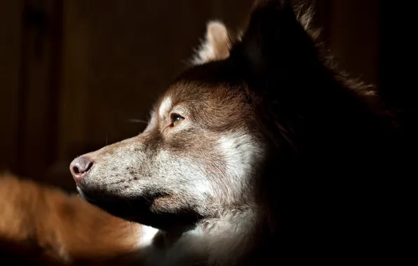 Look, each, dog