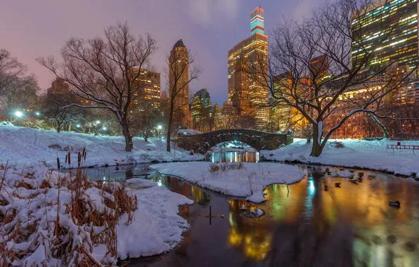 Picture winter, snow, trees, night, branches, lake, reflection, duck