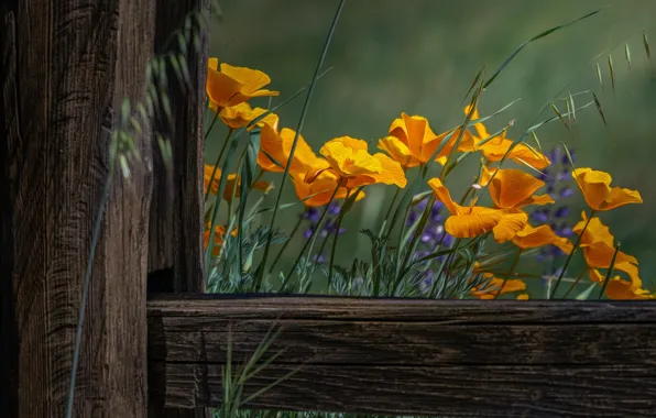 Summer, flowers, Board, the fence, treatment, yellow, orange, escholzia