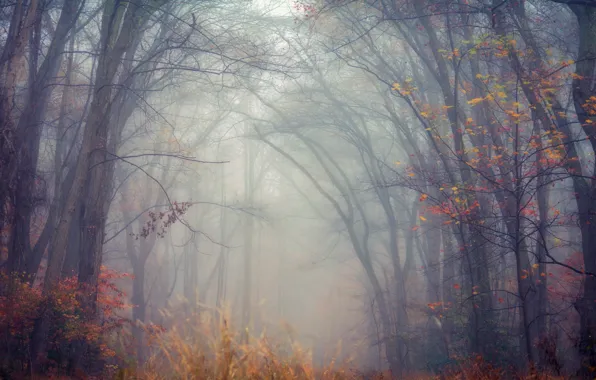 Autumn, forest, leaves, branches, fog