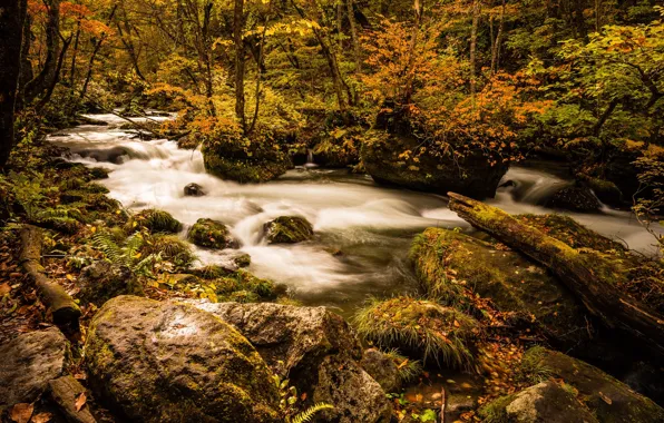 Autumn, forest, leaves, water, trees, landscape, branches, nature