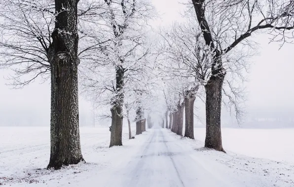 Picture winter, frost, road, field, forest, snow, trees, branches