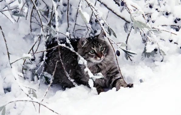 Winter, cat, cat, look, leaves, snow, branches, nature