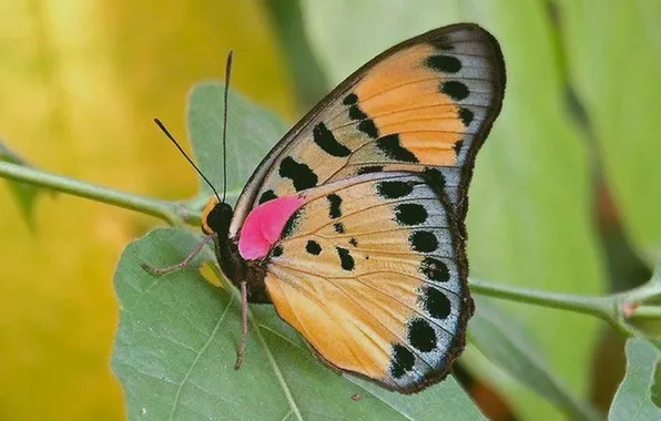 Leaves, microsemi, butterfly, wings, insect, beautiful, closeup