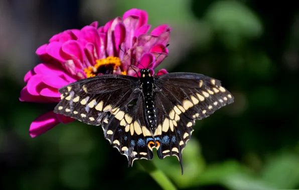 Flowers, nature, butterfly