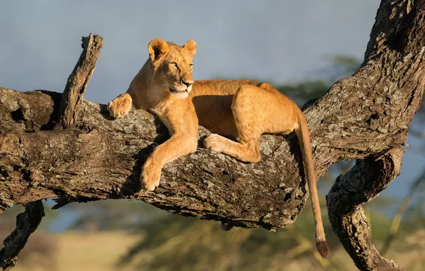 Tree, predator, lioness