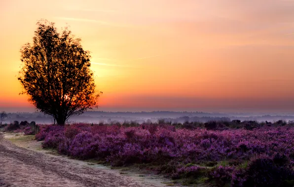 Picture sunset, flowers, nature, fog, tree