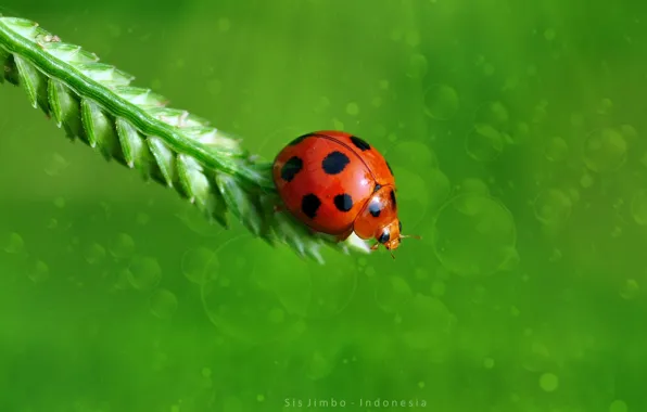 Ladybug, bokeh, green background