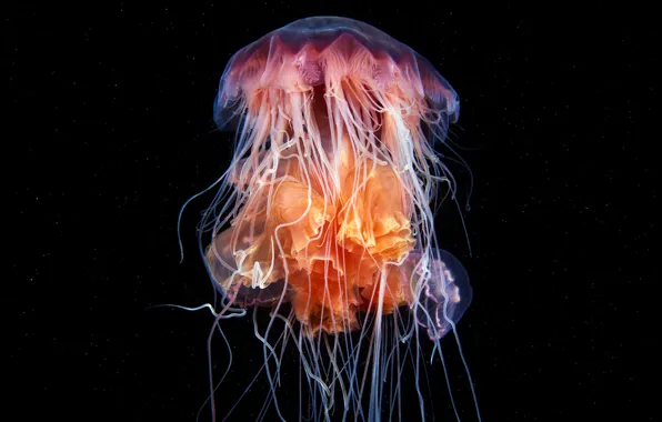 Sea, water, macro, mushroom, Medusa, orange, depth, transparent