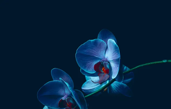 Flower, Black Background, Blue