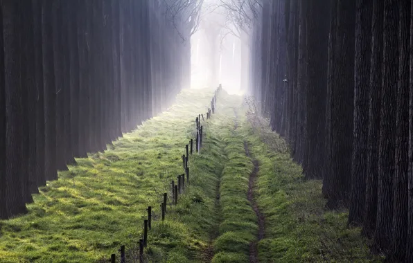 Trees, fog, the fence
