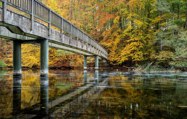 Picture autumn, forest, trees, bridge, Park, river, Germany, Schwentine