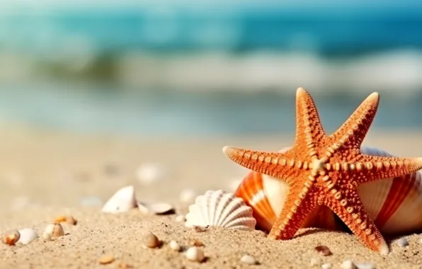 Sea, beach, shore, shell, shell, starfish, seashells, seashell
