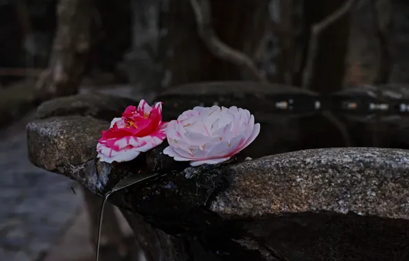 Water, flowers, Camellia