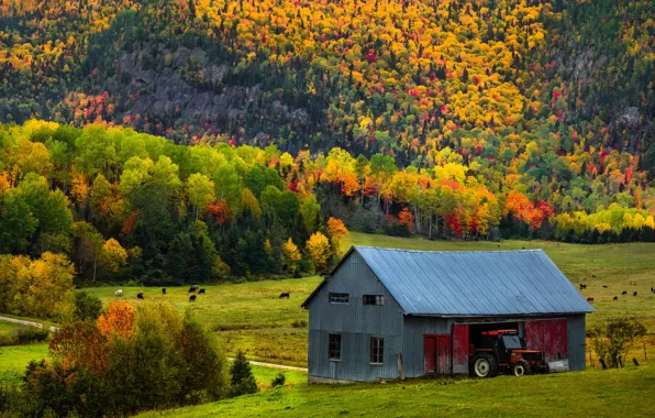 Field, autumn, forest, trees, mountains, cows, slope, pasture