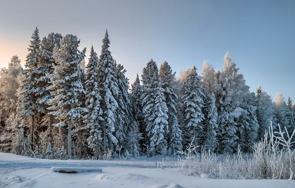 Winter, forest, snow