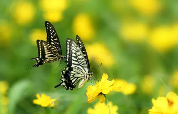 Greens, summer, the sun, flowers, yellow, nature, butterfly, bokeh