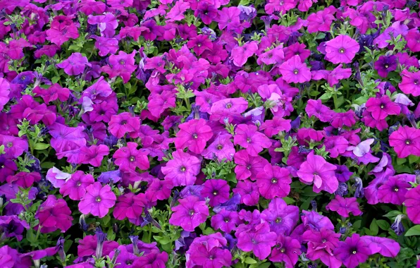 Carpet, texture, petals, Petunia