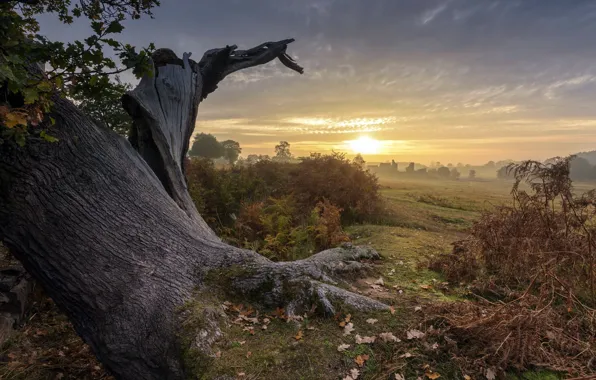 Field, trees, sunset
