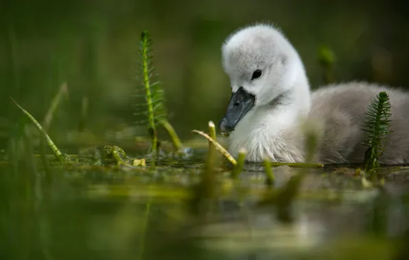 Bird, baby, swans, Chicks, pond, swimming, bokeh, the Lebeda