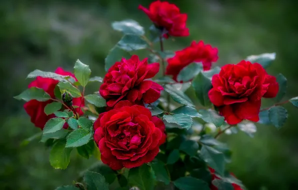 Picture red, roses, garden, buds, the bushes