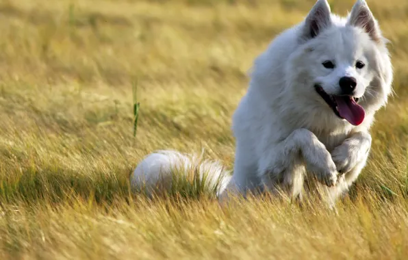 Field, each, dog