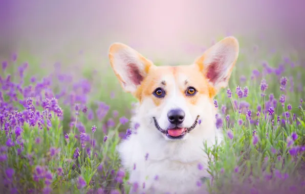 Look, nature, each, dog