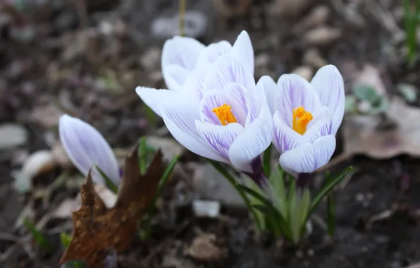Flowers, leaf, spring, crocuses, white, grey background, clearing, bokeh