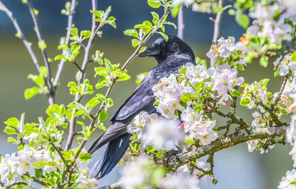 Greens, look, leaves, light, flowers, branches, pose, bird
