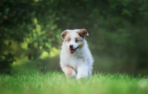 Greens, grass, nature, Park, glade, dog, running, puppy