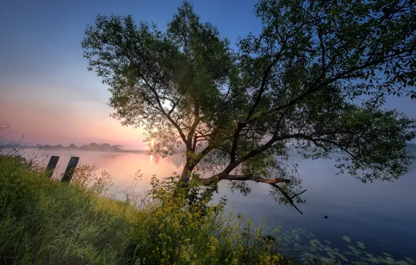 Picture summer, grass, landscape, nature, river, tree, dawn, shore