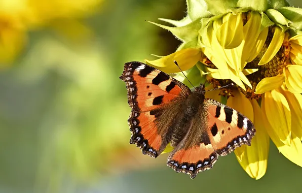 Flower, butterfly, sunflower