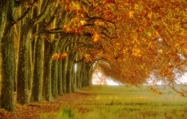 Autumn, trees, nature