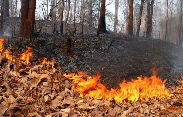 Picture FIRE, FOREST, NATURE, LEAVES, FLAME, TREES, AUTUMN, FOLIAGE