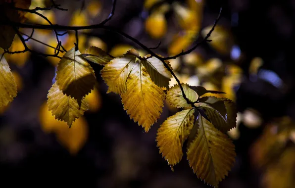 Autumn, leaves, nature