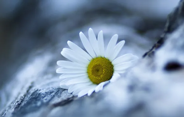 Flower, nature, Marguerite
