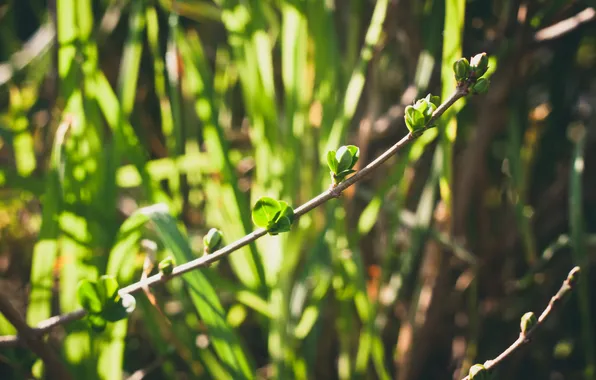 Greens, leaves, branch, leaves