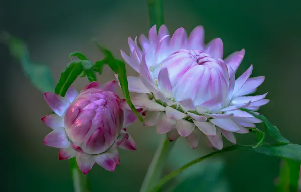 Flower, flowers, background, Bud, pink, Fleur Walton