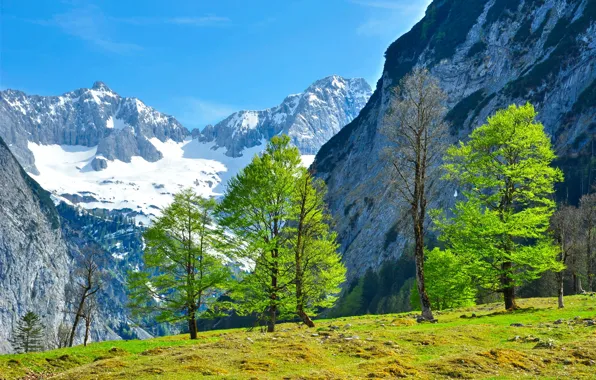 Picture greens, grass, trees, landscape, mountains, nature, Austria, Tyrol