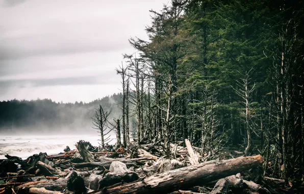 Picture forest, fog, shore