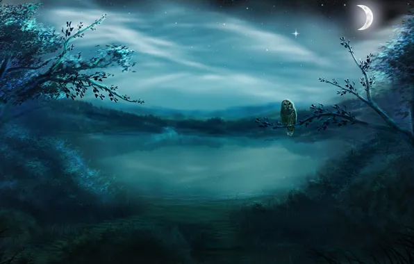 Forest, stars, night, fog, lake, owl, bird, the moon