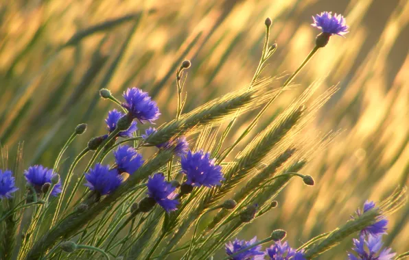 Wheat, field, flowers, ears, cornflowers