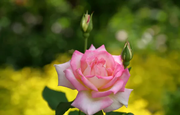 Picture macro, rose, buds, bokeh