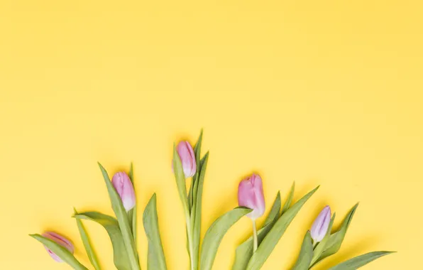 Flowers, tulips, pink, fresh, pink, flowers, tulips, spring