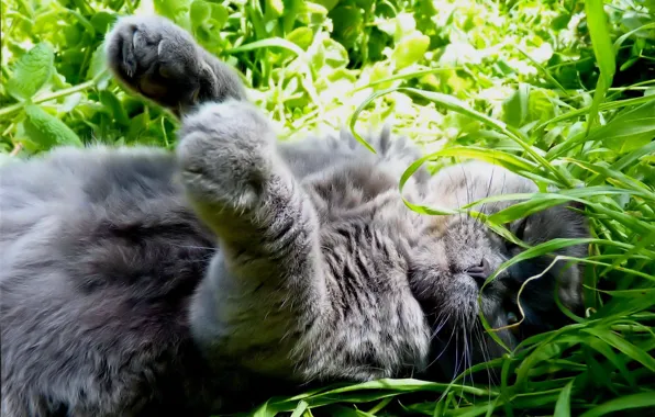 Picture in the grass, basking, lying on her back, grey cat
