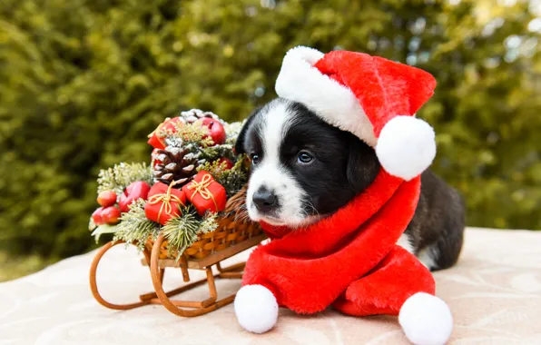 Look, red, pose, black and white, toys, dog, baby, Christmas